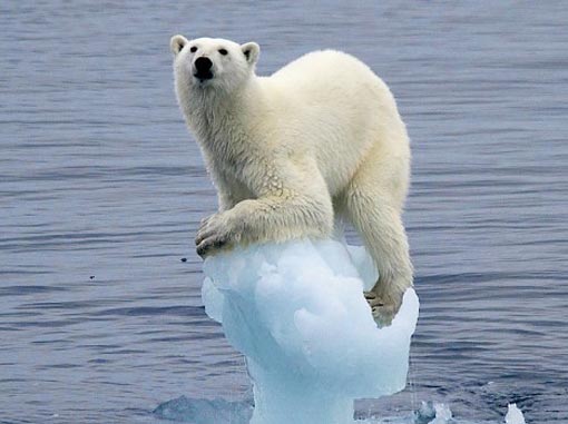 Isbjørn klimaøndringer