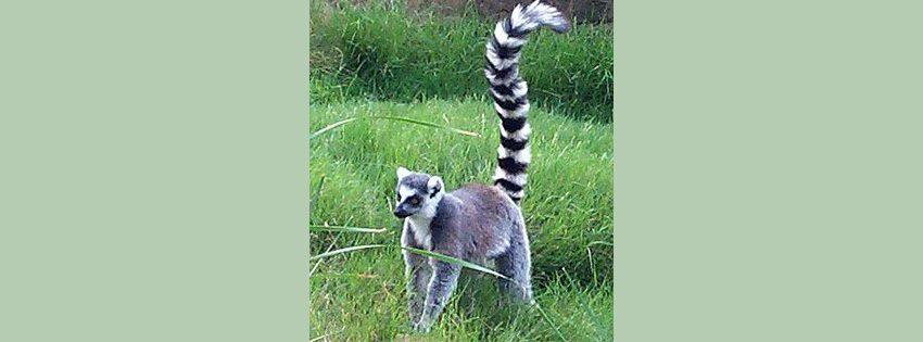Ringhale lemur